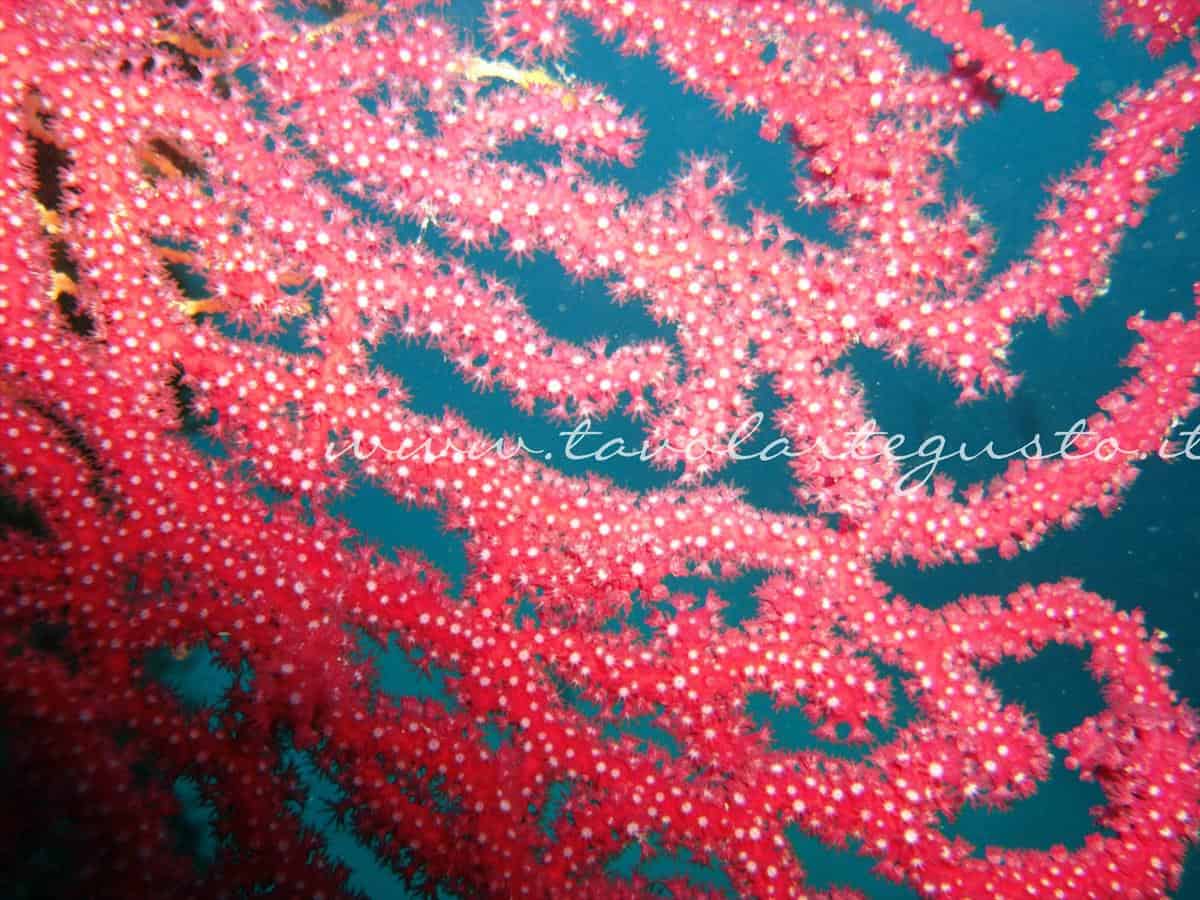diving Tahiti diving Tahiti