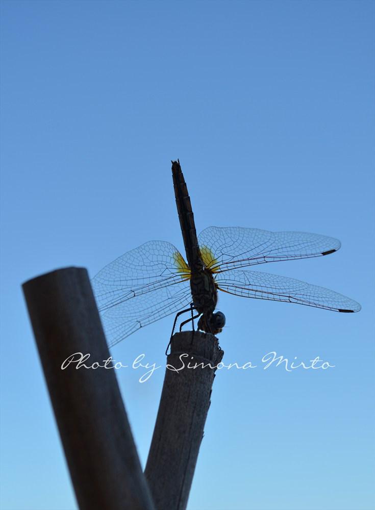 libellula - Fotografia di Simona Mirto Tavolartegusto libellula - Fotografia di Simona Mirto Tavolartegusto